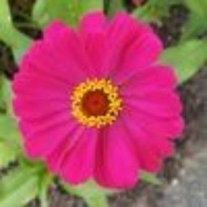 Meet your Posher, Natasha